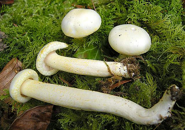 La grande siccita''....ma qui i funghi spuntano lo stesso !